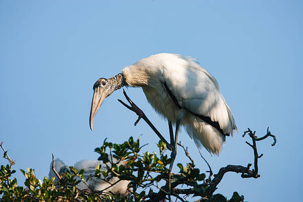 istock Wood Stork scratching an itch with its foot 2223142616