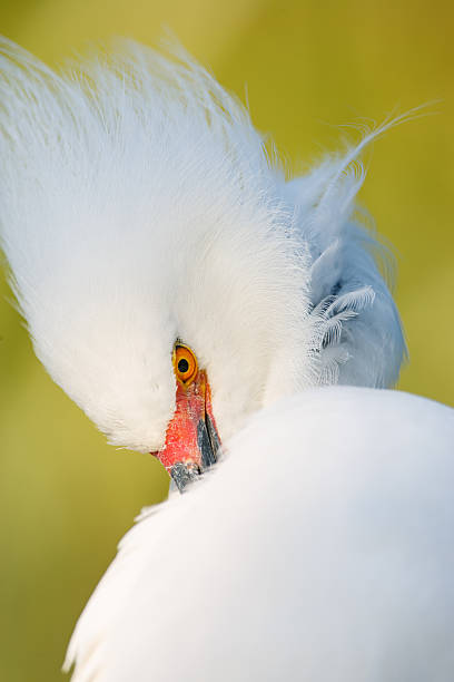istock Snowy Egret preening its white feathers 2223142647
