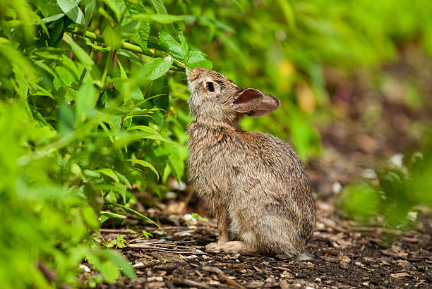 Sitting up, a juvenile rabbit sniffs a plant stem as a possible source of food