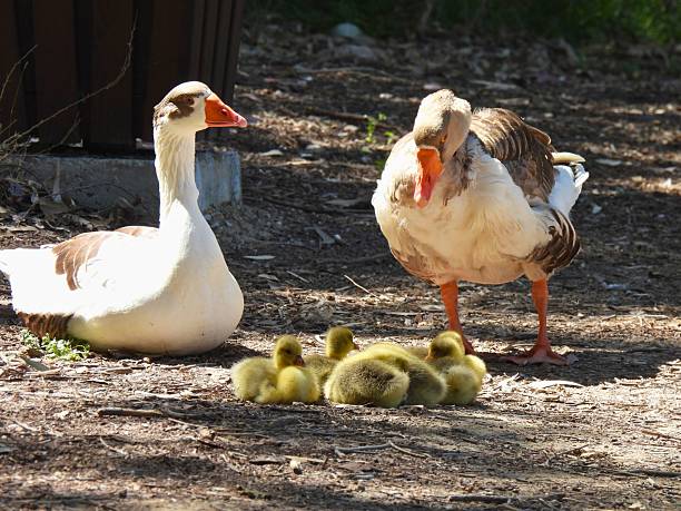 Eurasian Geese Watching Goslings Sit in Latsia, Nicosia, Cyprus