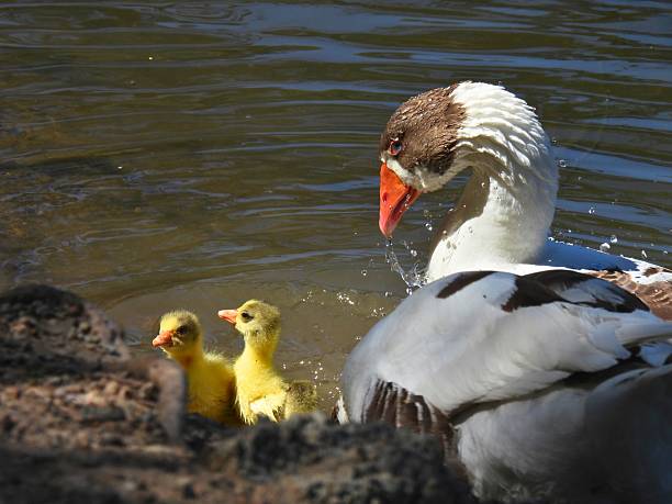 Eurasian Geese Bathing with Goslings in Latsia, Nicosia, Cyprus