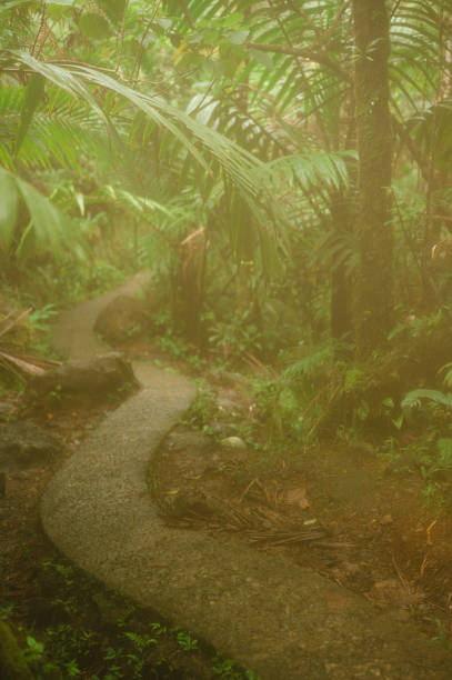 Curved jungle path in misty El Yunque National Forest, Puerto Rico in Río Grande, Río Grande, Puerto Rico