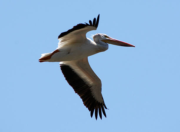 istock Close up of a pelican. 2223143645
