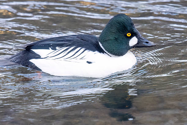istock Wild common goldeneye in a river in Colorado 2223143843