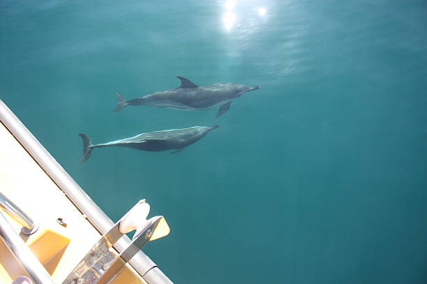 istock Dolphins at the sea in Gibraltar 2223144852