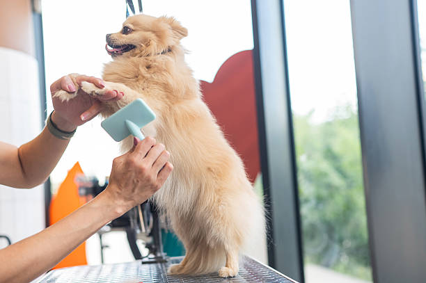 istock A Pomeranian is combed in a grooming salon. 2223145705
