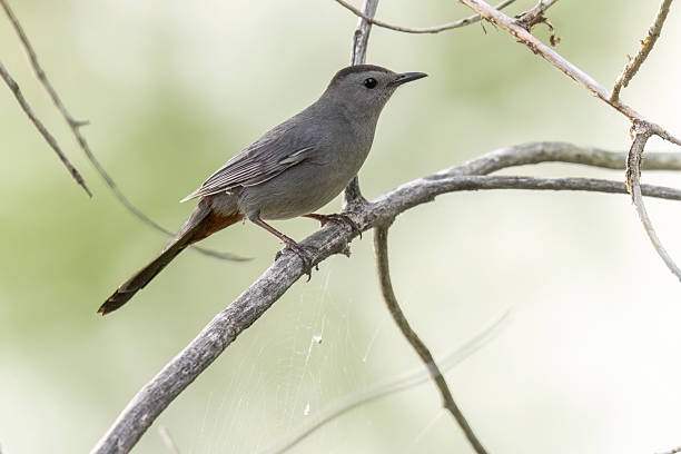 istock Gray catbird in Colorado 2223146367