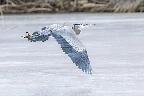 istock Great blue heron in Colorado 2223146800