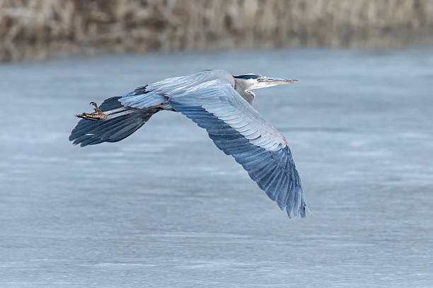 istock Great blue heron in Colorado 2223146802