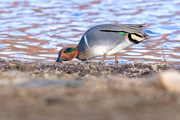 Green-winged teal in Colorado