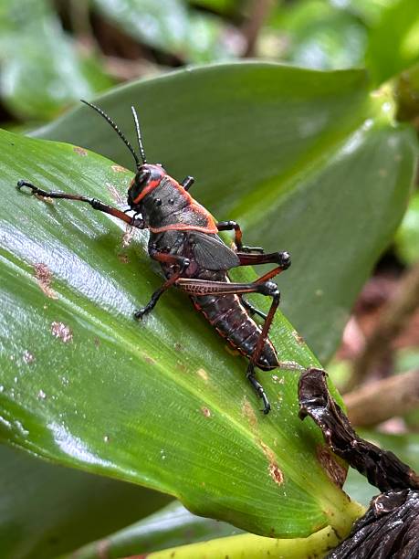 istock Costa Rica Grasshopper 2223147674
