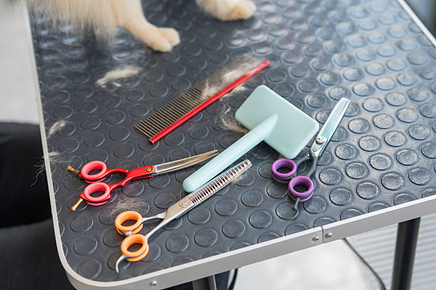 istock Tools for cutting animals in a grooming salon. 2223148612