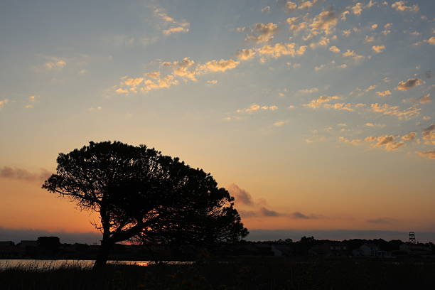 A tree is seen in the early vibrant morning lights