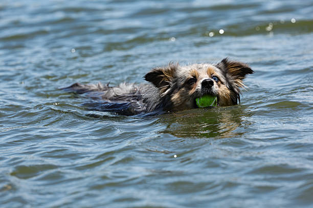 Aussie Pomeranian Mixed Breed Dog Swimming with tennis ball in its mouth