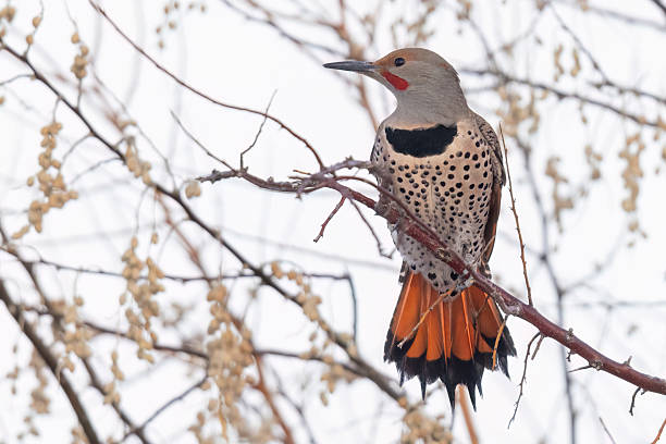 A wild northern flicker perched in a tree in Colorado.