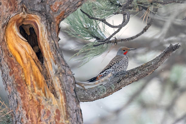 istock Wild northern flicker in Colorado 2223149149