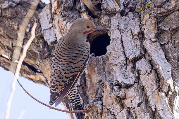 istock Wild northern flicker in Colorado 2223149167