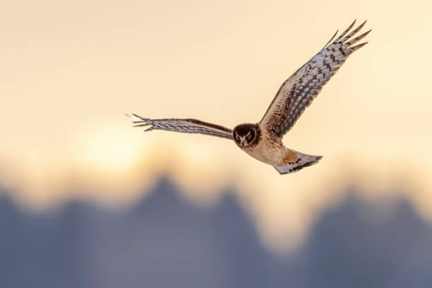 istock Wild northern harrier in Colorado 2223149417