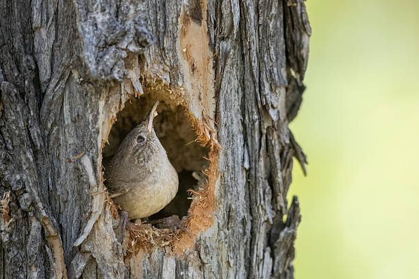 The house wren, aka Troglodytes aedon chicks are being fed  by parents in a nest inside bird house.
