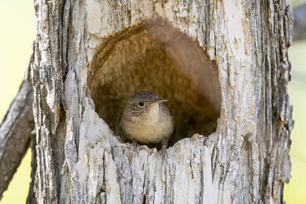 istock Northern house wren in Colorado 2223149779