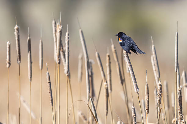 istock Red-winged blackbird in Colorado 2223150961