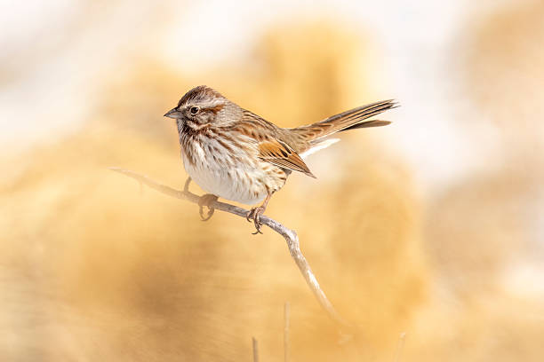 istock Wild song sparrow in Colorado 2223151593