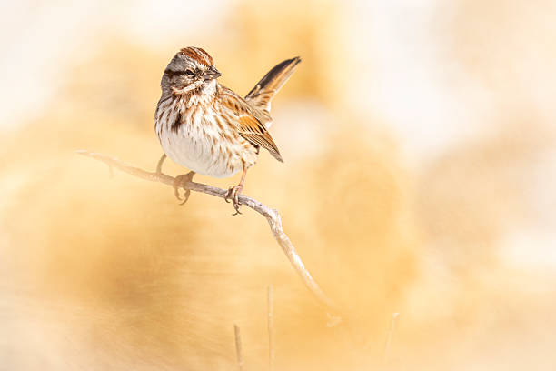 istock Wild song sparrow in Colorado 2223151594