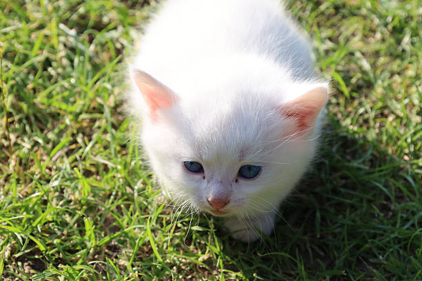 istock A gentle white kitten with blue eyes sits in lush green grass, basking in the sunlight. Its soft fur and curious gaze create a charming image of childhood and innocence against a natural backdrop. 2223151645