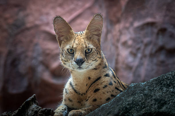 Serval cat (Felis serval) resting on the rocks.