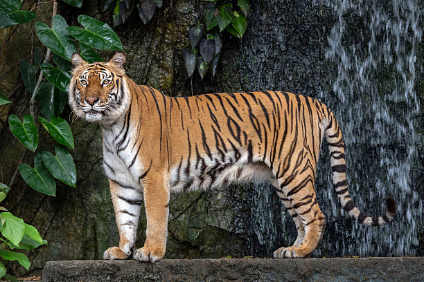 istock Indochinese tiger resting in the natural forest. 2223152016