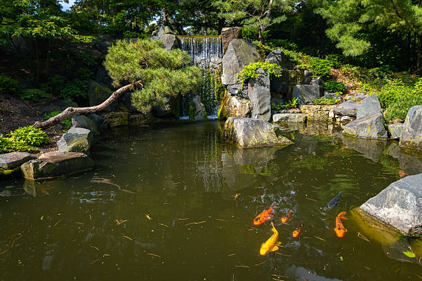 Koi Fish Pond at Japanese Garden in Minnesota Arboretum