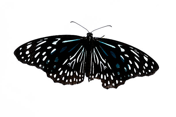 istock pattern and of butterfly on white background. 2223152378