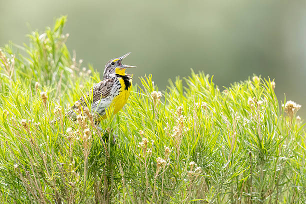 A wild western meadowlark in a park in Colorado