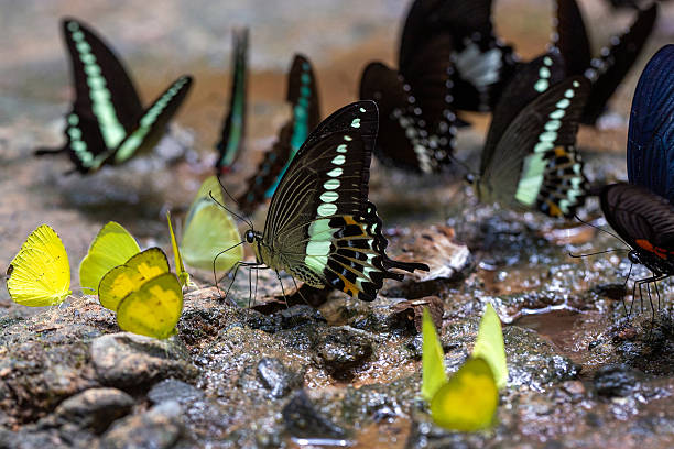 istock Colorful beautiful butterfly in nature 2223153602