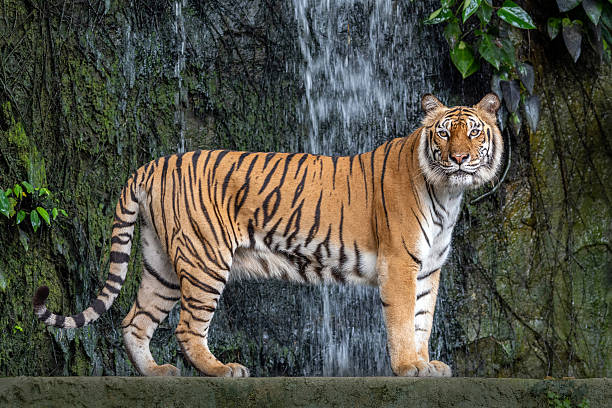 istock Indochinese tiger resting in nature. 2223153811