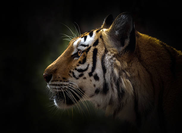 istock Indochinese tiger head resting in nature. 2223153824