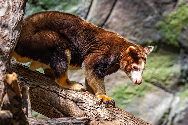 istock Adorable tree kangaroo portrait in the wild 2223153988
