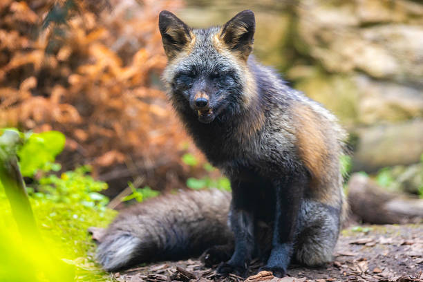 A captivating close-up portrait of a red fox