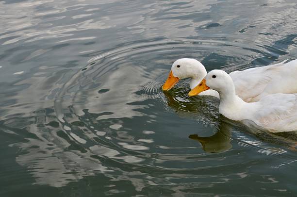 The two white Call ducks swimming gracefully on a calm lake reflecting the sky.