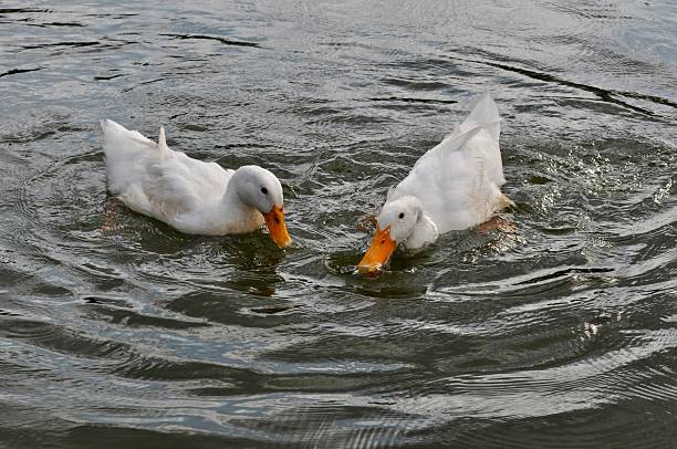 istock Two white Call ducks swimming gracefully on a calm lake reflecting the sky. 2223155392
