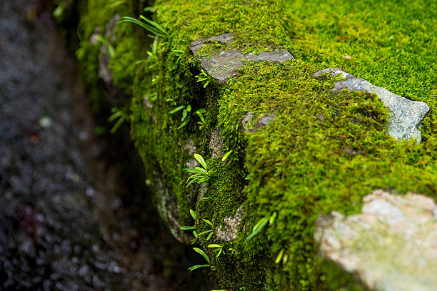 A close-up view of green moss and ferns growing in natural shade, with stone textures enhancing the forest ground.