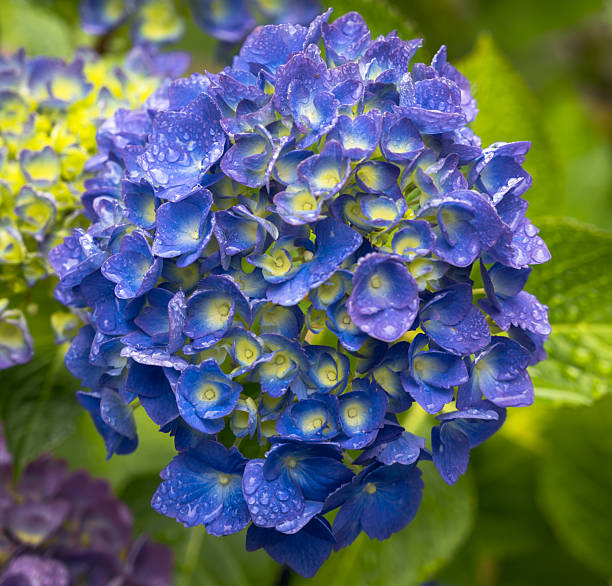 Hydrangea after rain in the garden