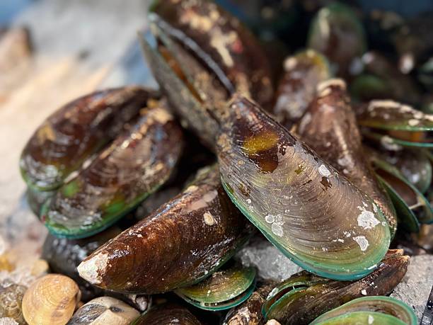 Seafood theme - Raw and fresh green lipped mussel