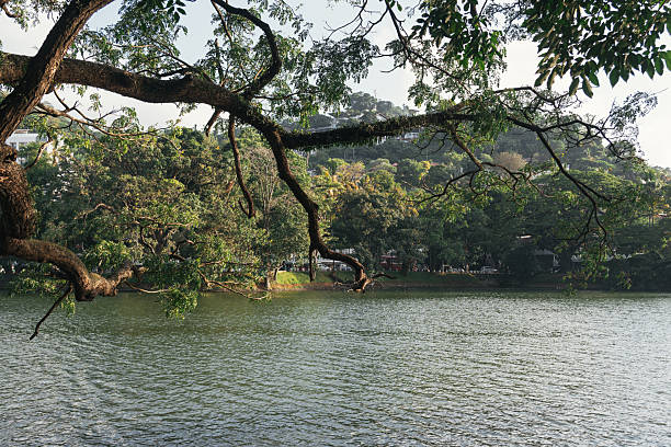 Tranquil Kandy Lake with lush foliage and tree branches framing the serene waters, capturing the essence of Sri Lanka's natural beauty