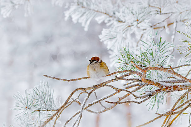 Closeup fluffy sparrow bird rests on snow-covered pine Branches surrounded by serene winter scene, small wild bird. Light gray snowy blurred background, tranquil wintertime photo, side view