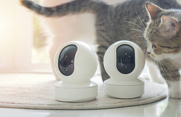 istock Curious cute tabby cat looking at home CCTV cameras on carpet while sneaking in living room. 2223161885