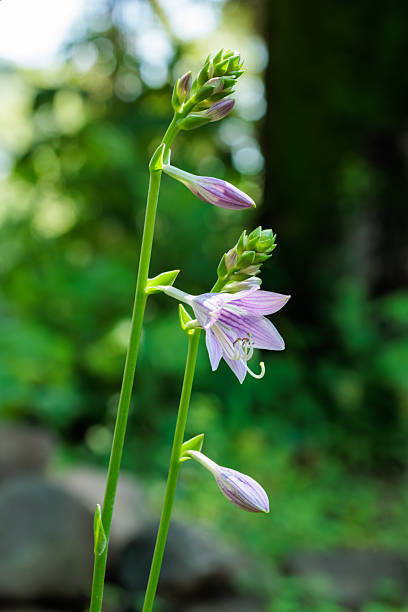 Hosta is a garden plant that grows well in the shade.