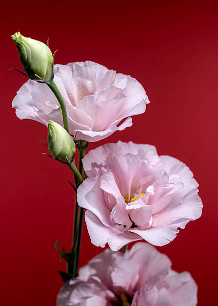 istock Elegant Pink Eustoma Flowers on a Red Background 2223165627