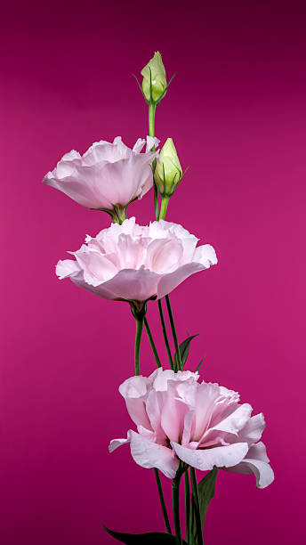 istock Captivating Pink Eustoma Bloom with Droplets on Pink Background 2223165630