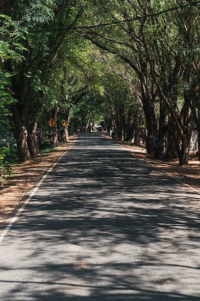 istock Empty asphalt road surrounded by lush green trees creating a tunnel effect 2223166093
